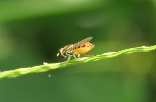 Toxomerus floralis